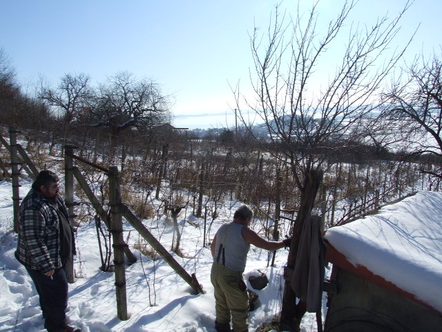 DRAŽBA 16.04.2012 o 10.00 hod., pozemok - vinica vo Vinnom - náhľad