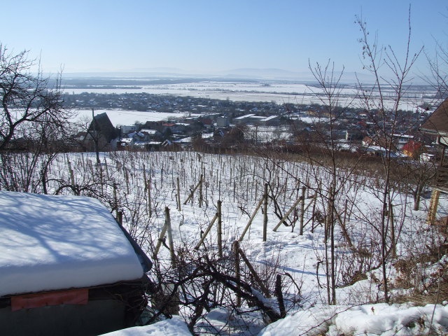 DRAŽBA 16.04.2012 o 10.00 hod., pozemok - vinica vo Vinnom